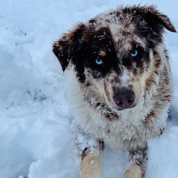 Pebbles - Australian Shepherd