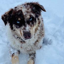 Pebbles - Australian Shepherd