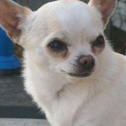 Chihuahuas from Brenda Iverson's Chihuahuas