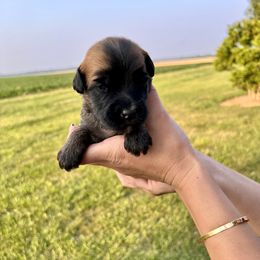 Girl 1 - Soft Coated Wheaten Terrier puppy in Illinois from Sarabeth's Friendly Pups
