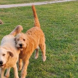 Aveline - Labradoodle