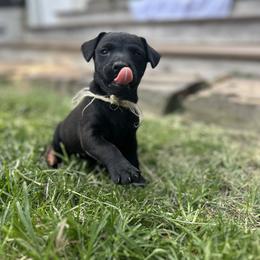 Patterdale Terrier Puppies from Patterdales For You!