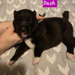 Dash - Black male Siberian Husky puppy in Meridian, Mississippi from JJ's Huskies