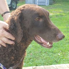 Jinx - Curly-Coated Retriever