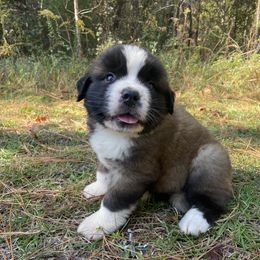 Saint Bernard Puppies from Magnolia Saint Bernards