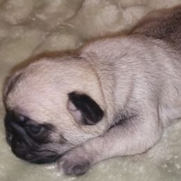 Girl 1  VIXEN - Fawn female Pug puppy in Gadsden, Alabama from Carla's Pugs