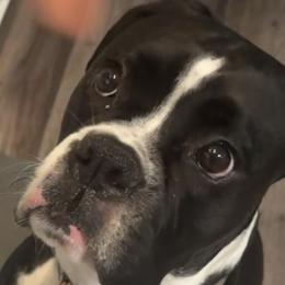 Boxer and Pomeranian All Grown Up from Spivey the grand boxers and poms