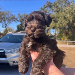 Scooby - Liver male Miniature Schnauzer puppy in Tampa, Florida from PNQ Breeding