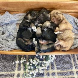 Miniature Schnauzer Puppies from Schnauzers on Robinson Lane