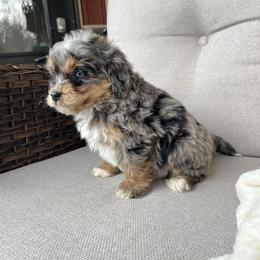 Loki - Blue merle male Bernedoodle puppy in Holtwood, Pennsylvania from Country Ridge Puppies