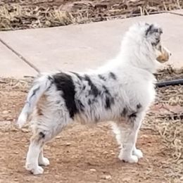 Collie Puppies from Maclen Collies