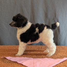Parti Silver Standard Poodle Pink Collar Renesmee - Parti female Poodle puppy in Lillian, Alabama from Moondancers Poodles