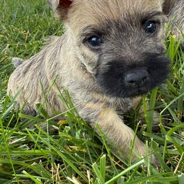 Toto - Wheaten male Cairn Terrier puppy in St. Joseph, Missouri from Stone & Thistle Cairn Terriers