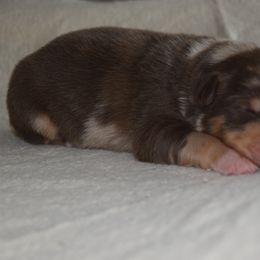 Boy 3 - Red merle male Australian Shepherd puppy in Russell Springs, Kentucky from Maggie Withers' Australian Shepherds