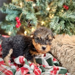 Purple Collared Female - Black and tan female Airedale Terrier puppy in Marshallville, Ohio from Anne's Pups