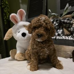 Bernedoodle, Goldendoodle, and Poodle Puppies from 4goldendoodles