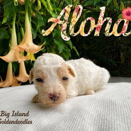 Aloha - Parti female Goldendoodle puppy in Willits, California from Big Island Goldendoodles