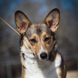 Zoie - Pembroke Welsh Corgi