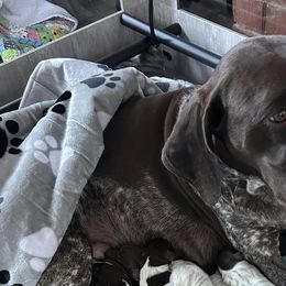 German Shorthaired Pointers from Miracles Happen Farm