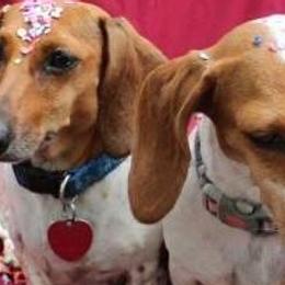 Dachshunds from Minidatsun