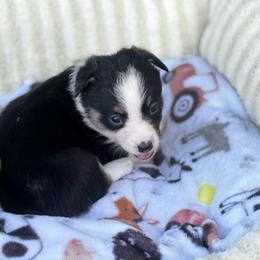Oreo - Black and white female American Corgi puppy in Nortonville, Kansas from Low Riders Corgis & Mini Aussies