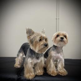 Mona - Yorkshire Terrier