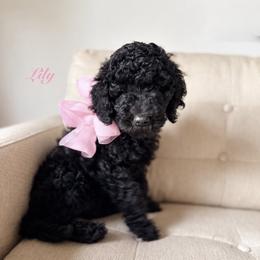 Lily - Black female Poodle puppy in Fishers, Indiana from Grace Haven Poodles