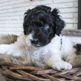 Assorted Doodle Crosses, Bernedoodle, Double Doodle, Goldendoodle, Labradoodle, and Whoodle Puppies from Our Little Farm Life Doodles