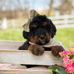 Lily - Girl 3 - Phantom female Bernedoodle puppy in Bellville, Ohio from Bernedoodle Buddies