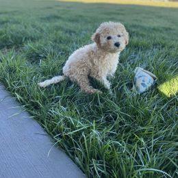 Goldendoodle Puppies from Proctor’s Petite Goldendoodles
