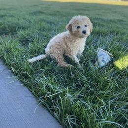 Goldendoodle Puppies from Proctor’s Petite Goldendoodles