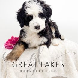 Orchard - Tri-color female Bernedoodle puppy in Baroda, Michigan from Great Lakes Bernedoodles