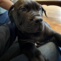 Light pink collar female - Black female Boerboel puppy in Rockford, Illinois from Adoraboerboels