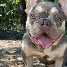 Boston Terriers and French Bulldogs from Down With Dog