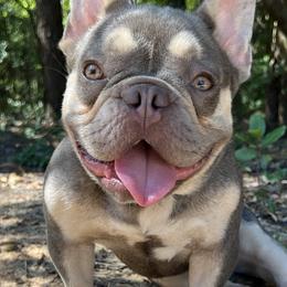 Boston Terriers and French Bulldogs from Down With Dog