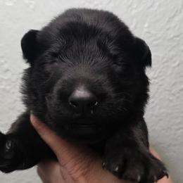 Pink collar - Black female German Shepherd puppy in Oscoda, Michigan from Sstar