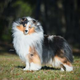 Shetland Sheepdog puppies from Bel Cher Shelties