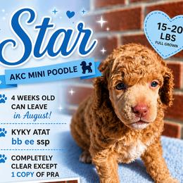 STAR - Red  male Poodle puppy in Taylors, South Carolina from Sosebees toy & mini poodles