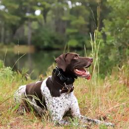 German Shorthaired Pointers from Lowcountry Southern GSP'S