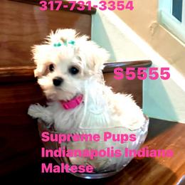 Dior is Ready Now. 5555 Maltese - White female Morkie puppy in Indianapolis, Indiana from Supreme Pups
