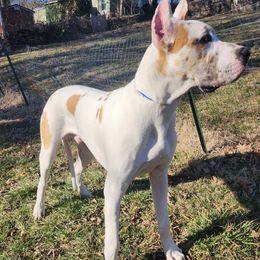 Cypress - Great Dane