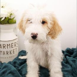 Oregano - Red male Bernedoodle puppy in Granton, Wisconsin from Rose River Farms