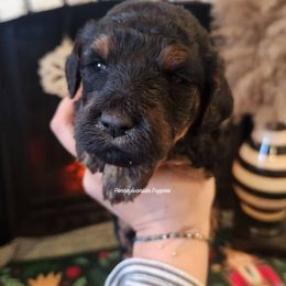 Gingerbread - Phantom female Goldendoodle puppy in Pennsylvania from Pennsylvanian Puppies