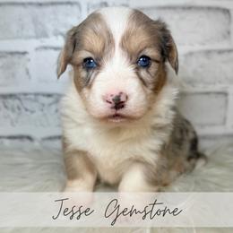 Jesse Gemstone - Blue merle and white male American Corgi puppy in Greenwood, Indiana from Witch Creek Corgis