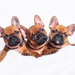French Bulldog Puppies from KM French Bulldogs