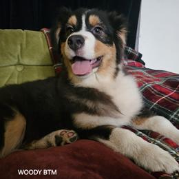 Australian Shepherd Puppies from Jaquelyn Harney