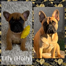 French Bulldog Puppies from GavFam Frenchies