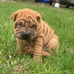 Chinese Shar-Pei and Pumi Puppies from Nixie Kennels