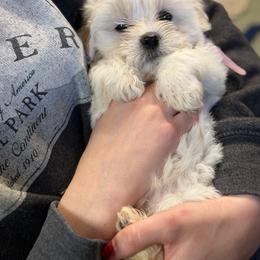 Enzo - White male Coton de Tulear puppy in Warrenton, Virginia from Four Lochs LLC