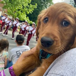 Golden Retriever Puppies from Continued Traditions Farmstead